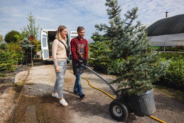 Tree Removal for Businesses in Sacaton, AZ